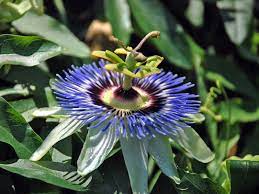 Join our friendly community that shares tips and ideas for gardens, along with seeds and plants. How To Grow And Care For Passion Flowers Dummer Garden Manage Gfinger Es La App De Jardineria Mas Profesional