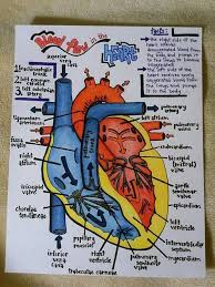 Notes Of The Heart Nursing School Nurse Nursing Study