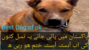 Best Doges Of Pakistan For Any Hint In 2020 Bad Dog Funny Dogs Doge Dog