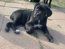 Cane Corso Puppies For Sale Pomona Ca Cane Corso Puppies For Sale Pomona Ca 2020 Cane Corso Yavru Kopek Hayvanlar