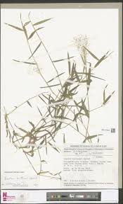 Image result for Isachne kiyalaensis