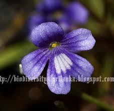 Image result for Dopatrium