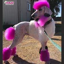 Bright pink dog fur for when you're feeling joyous. Opawz Semi Permanent Dog Hair Dye Shocking Pink