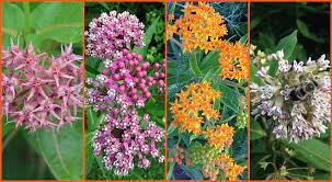 Aug 26, 2020 · milkweed is a genus of herbaceous, perennial flowering plants that grows to heights of between 2 to 6 feet on solitary stalks. The Monarch Butterfly Host Plant Milkweeds And How To Grow Them From Seed