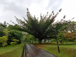 Image result for Pentadesma