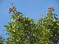 Buah mata kucing kecil sedikit dari buah longan. Pokok Mata Kucing Wikipedia Bahasa Melayu Ensiklopedia Bebas