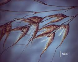 Image result for Pentameris