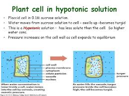 In reverse osmosis, the particles flow from hypotonic solution to hypertonic solution. Roots And Structure Chapter 7 Roots The Main