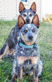 The australian cattle dog stands an average of 18 to 19 inches tall. The Tall And The Short Of It Blue Heeler Dogs Austrailian Cattle Dog Aussie Cattle Dog