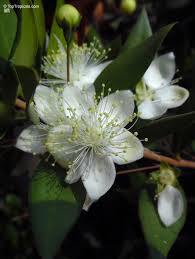 Image result for Myrtus communis