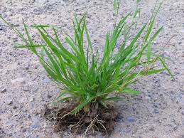 Image result for Eriochloa