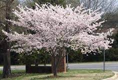 Select a variety below to get all the details, prices and to see more photos. 28 Zone 4 Trees Ideas Plants Flowering Trees Trees To Plant