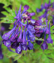 Corydalis 'Korn's Purple'