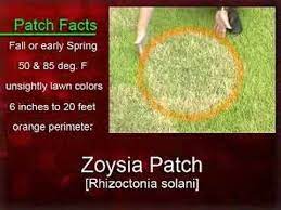 In this article, we would find out more about these diseases along with ways to prevent them. Landscape Enemies Zoysia Patch Youtube