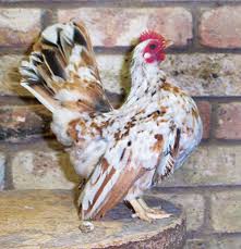 The serama hens can lay up to 4 tiny eggs per week. Serama Chickens Good Things In Small Packages Backyard Poultry