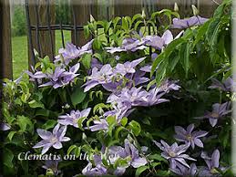 It climbs to 20 feet. Clematis On The Web Clematis Detail