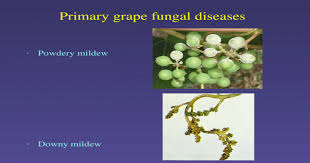 However, spores can germinate with temperatures from 34°f to 86°f and in the absence of free moisture when humidity is high (at least 90 percent) for. Primary Grape Fungal Diseases Powdery Mildew Downy Mildew