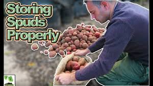 And it is important to store potatoes the right way to keep them as fresh as possible. Storing Potatoes Long Term Save Your Potato Harvest Youtube