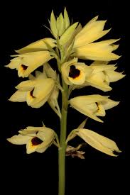 Image result for Orthochilus