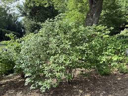 Image result for Xyris peteri