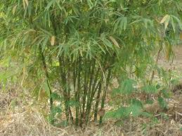 Image result for Oxytenanthera abyssinica