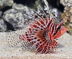 · ikan yellow tang mudah dipelihara di akuarium. Daftar Jenis Ikan Hias Air Laut Lengkap Plus Harga Juraganhobi Com
