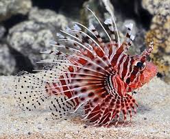 Salah satu hewan peliharaan yang dapat sobat pembaca pertimbangkan untuk dimiliki adalah ikan hias. Daftar Jenis Ikan Hias Air Laut Lengkap Plus Harga Juraganhobi Com