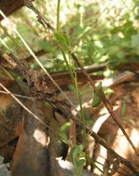 Image result for Kedrostis crassirostrata