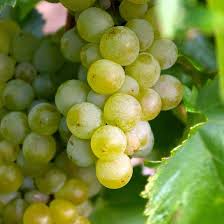 Interlaken Green Table Grape Vine One Green World Grapes Grape Vines Green Grapes