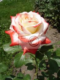 Wir haben wieder für sie geöffnet! Nostalgischer Hybrid Tee Weiss Gefarbte Rosa Rose Nostalgie Fototapete Fototapeten Hybrid Rosa Schneiden Myloview De