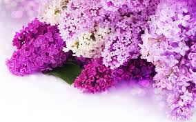Only the best hd background pictures. Awesome Wallpaper Purple Flowers Background Pictures