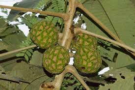 Image result for Myrianthus arboreus