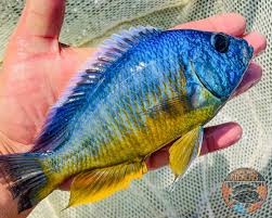 Image result for Haplocoelum