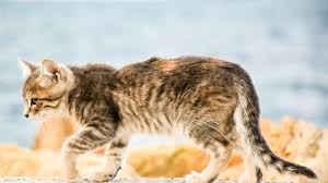 Cats that lose weight because of food allergies may recover completely when the offending foods are removed from their diet. Signs Your Cat Has Healthy Rear Quarters