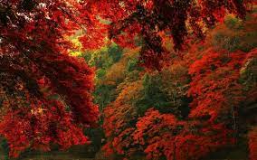 4k Fall Aesthetic Wallpaper 4 Desktop Wallpaper Fall Forest Wallpaper Fall Wallpaper