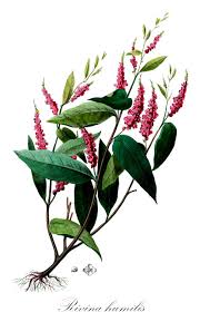 Image result for Petiveriaceae