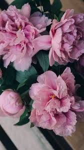 Pink peonies iphone wallpaper fashion flower wallpaper peonies. Pink Peonies Peony Flower Hd Wallpaper Download Novocom Top