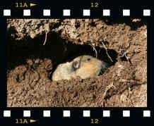 I know that there are professionals who do come out, lay traps and kill them or you. Ten Essential Gopher Control Tips Pest Control Products