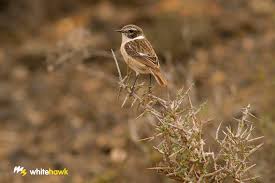 Maybe you would like to learn more about one of these? Grefa Fuerteventura