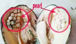 Find More Beads Information About Vacuum Packaging Real Natural Pearl Oysters High Quality Pearl Oyster China Natural Pearl Oyster Pearl Natural Pearls Pearls