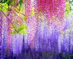 Pin By Maureen Cortilet On Language Of Flowers Wisteria Tree Beautiful Flowers Wallpapers Purple Wisteria