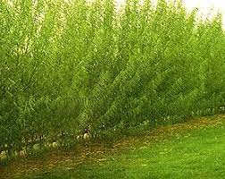 Maybe you would like to learn more about one of these? Willow Hedges And Windbreaks Hedging Plants Hedges Plants Uk