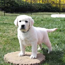 Pin By Holly Mcabee On Labs In 2020 English Lab Puppies Labrador Retriever Puppies Labrador Retriever