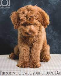 Entdecke australian im sale bei zalando. Australian Labradoodle Puppies For Sale Essex The Y Guide