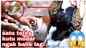 Mengapa babi diharamkan dalam islam? Ternyata Inilah Cara Ampuh Membasmi Kutu Anjing Hanya Setetes Kutu Minggat Selamanya Youtube