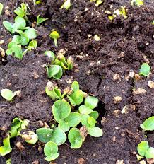 Watermelon is affected by numerous diseases such as aphids. The Pleasures Of Growing From Seed Part 1 Why Grow Seeds Portland Edible Gardens Raised Garden Beds Edible Landscaping And Vegetable Garden Help In Portland Or