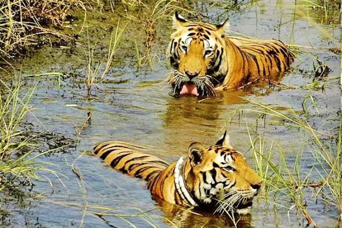 Image result for JANNARAM WILDLIFE SANCTUARY"