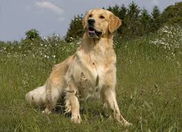 golden retriever adult outside in long grass pure breed dogs golden retriever adult dogs