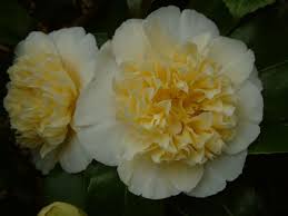 Camellia X Williamsii Jury S Yellow Camellia Flowers Flower Garden