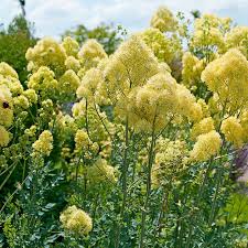 Image result for Satyrium flavum
